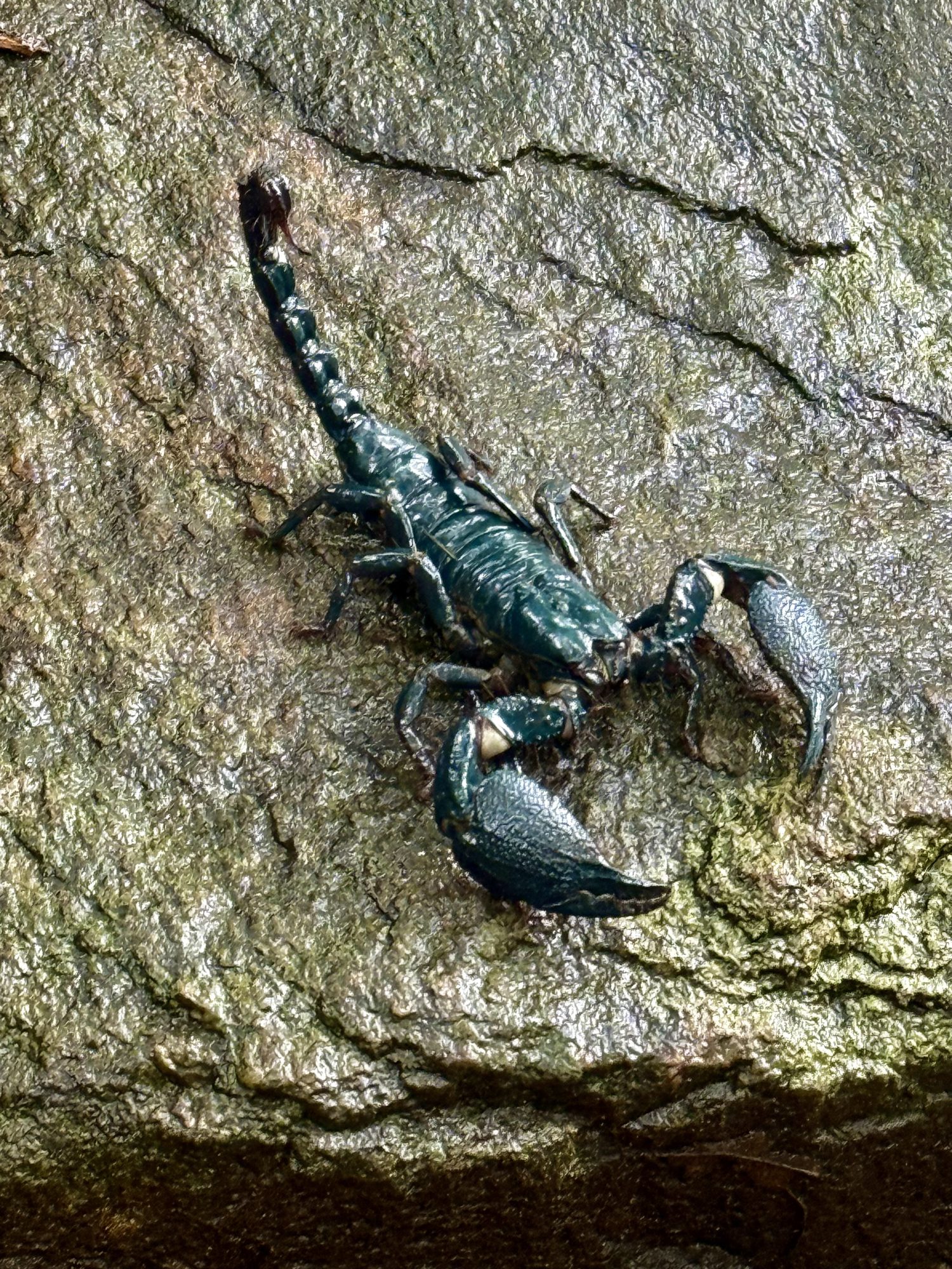 Blauer Wald-Skorpion im Knuckles-Gebirge