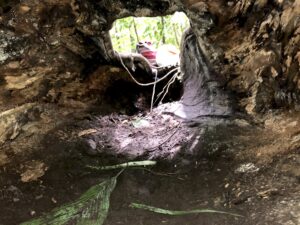 Aufstieg durch einen hohlen Baumriesen im Corcovado-Regenwald