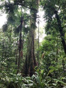 Palmen im Regenwald des Corcovado-Nationalparks