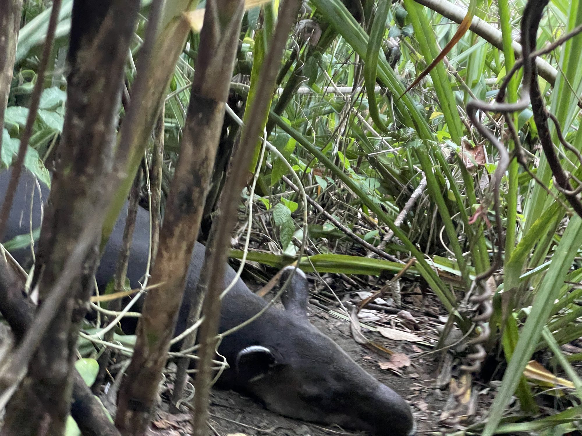 Baird-Tapir im Unterholz des Corcovado