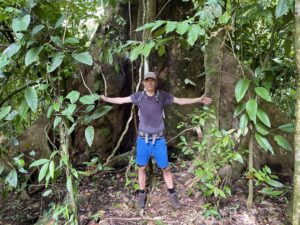 Riesiger Brettwurzelbaum im Regenwald des Corcovado