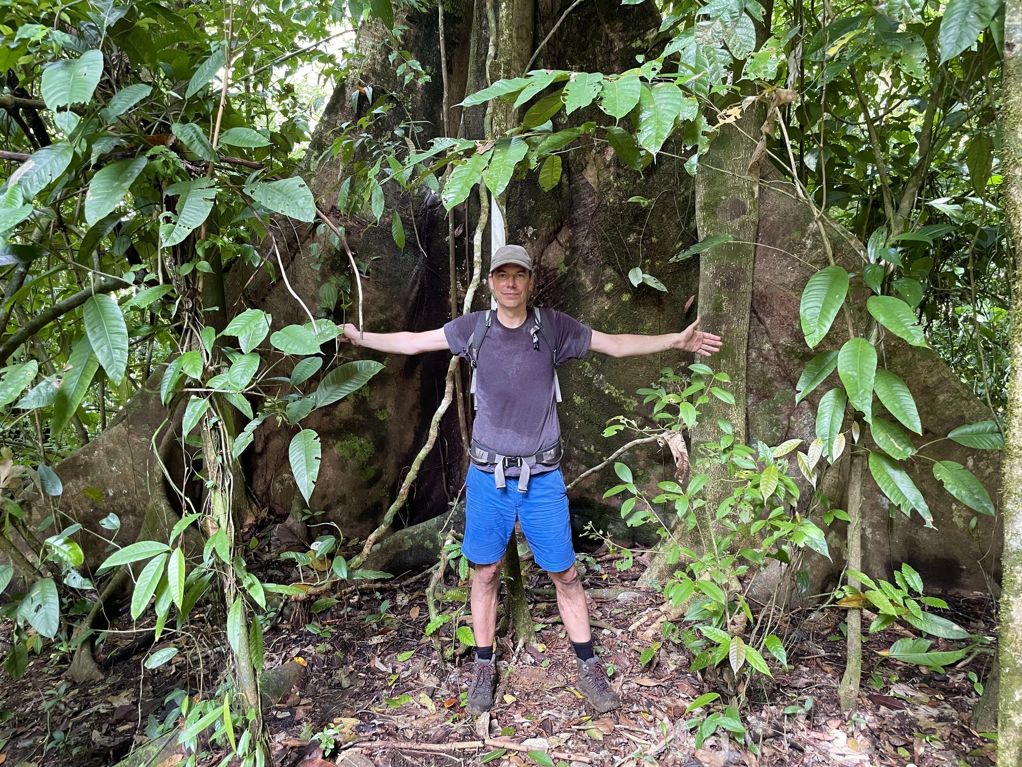 Riesiger Brettwurzelbaum im Regenwald des Corcovado