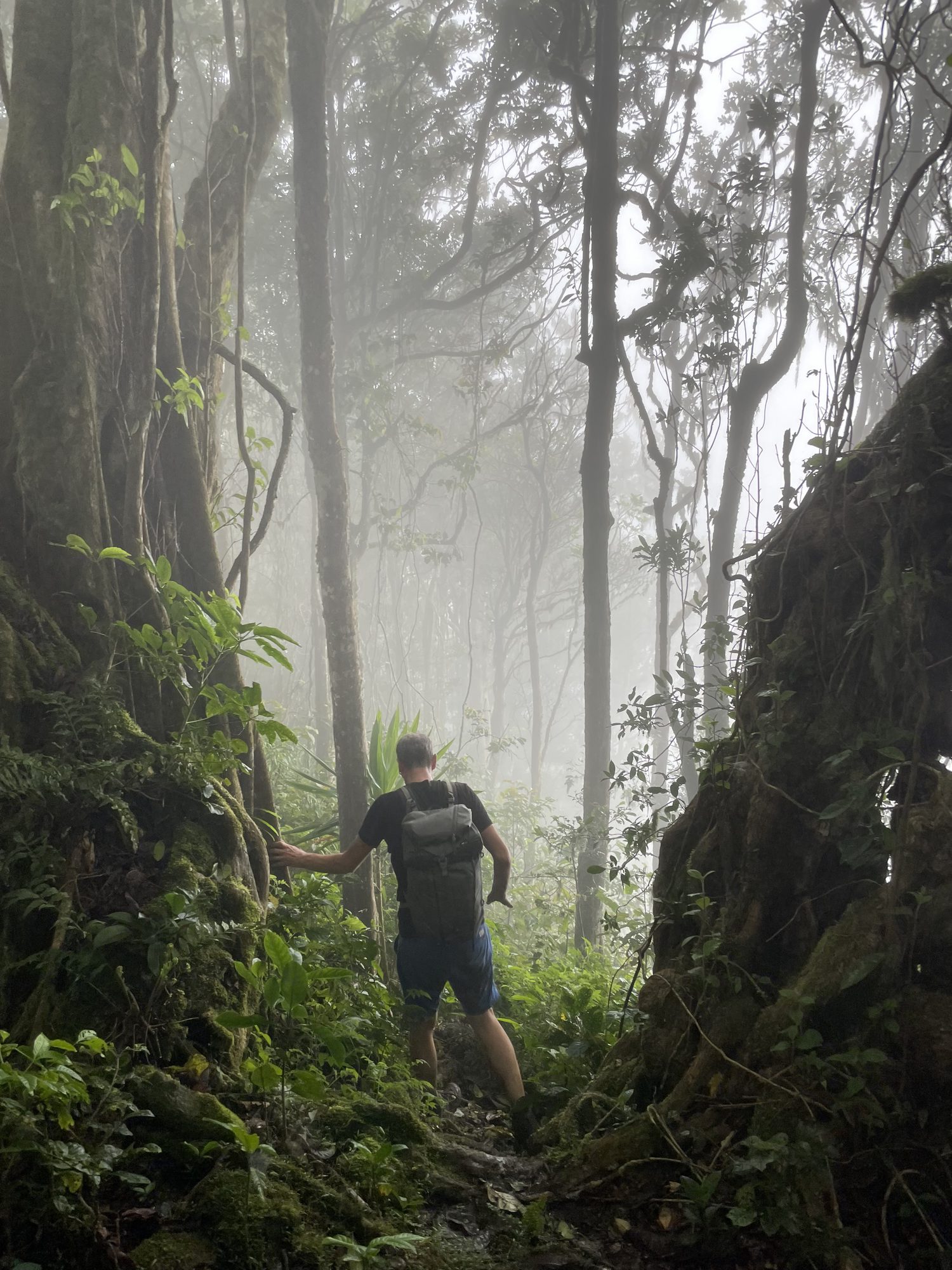 Wanderung durch den Nebelwald auf São Tomé