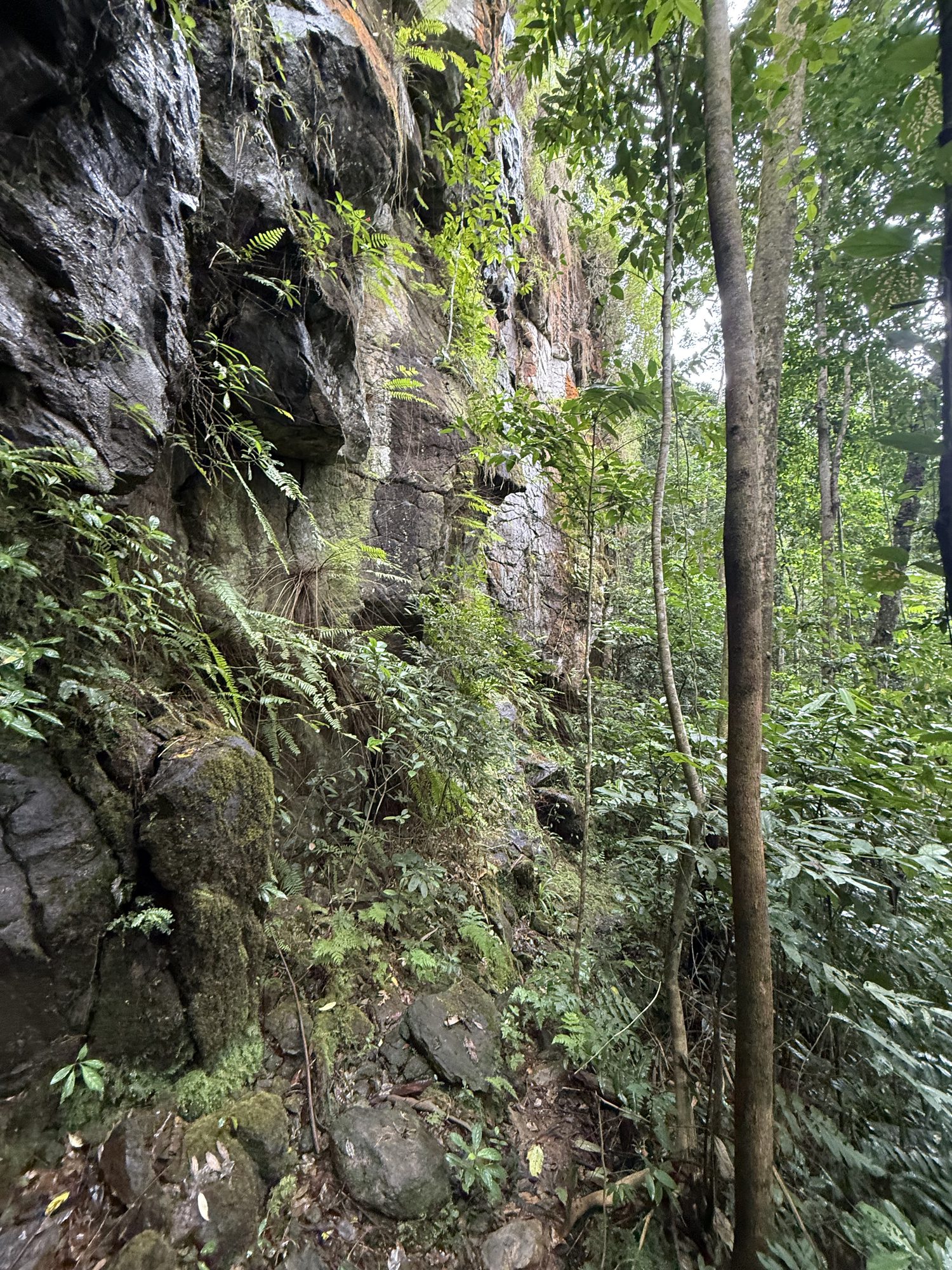 Felsen und Farne im Regenwald von São Tomé