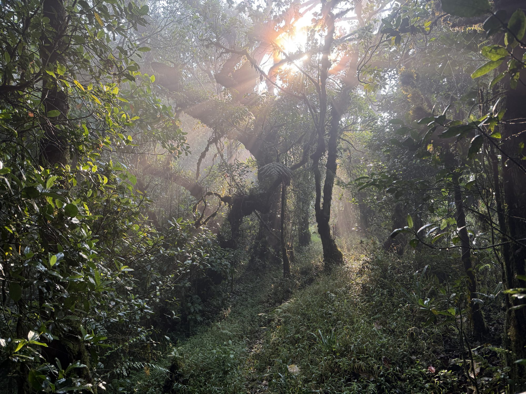 Sonnenstrahlen im Nebelwald des Obô-Nationalparks, São Tomé