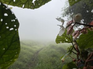 Begonien an der Lagoa Amélia im Obô-Regenwald, São Tomé
