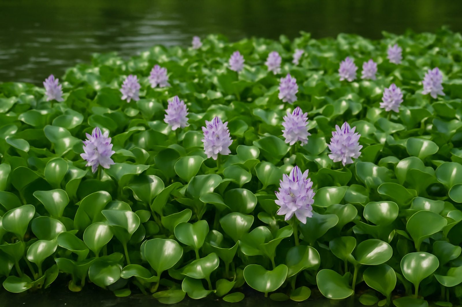 Wasserhyazinthe (Eichhornia crassipes)